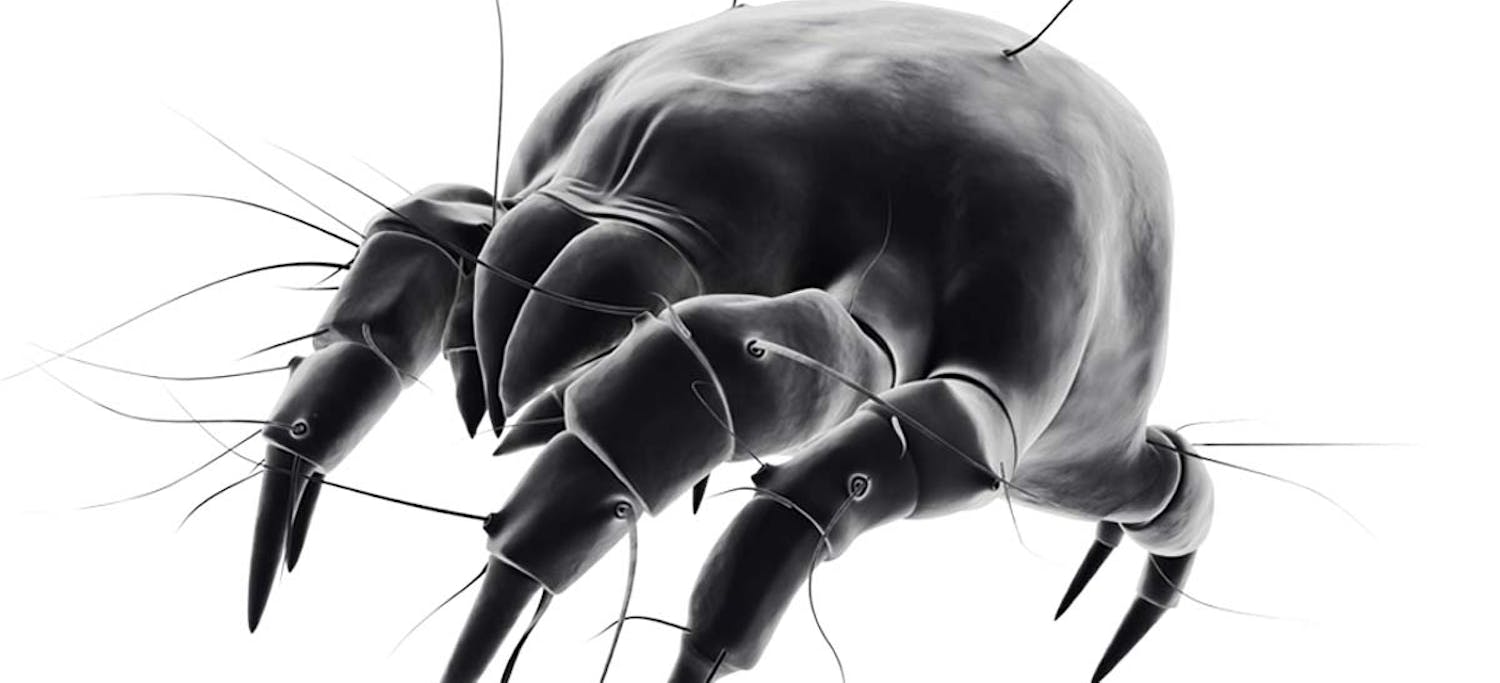 Ventilation: Husdammkvalster Ventilation: Husdammkvalster